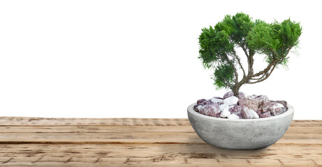 Beautiful bonsai tree in pot on wooden table against white background. Banner design