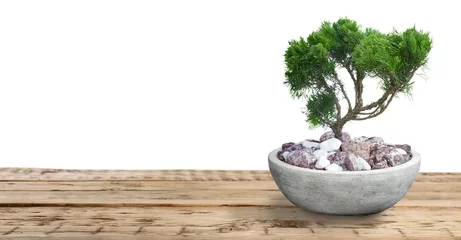 Foto op Aluminium Beautiful bonsai tree in pot on wooden table against white background. Banner design © New Africa