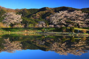 Fototapeta na wymiar 岩手県遠野市　青空と桜並木