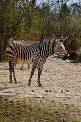 Fototapeta na wymiar Beautiful young zebra close-up in the park.