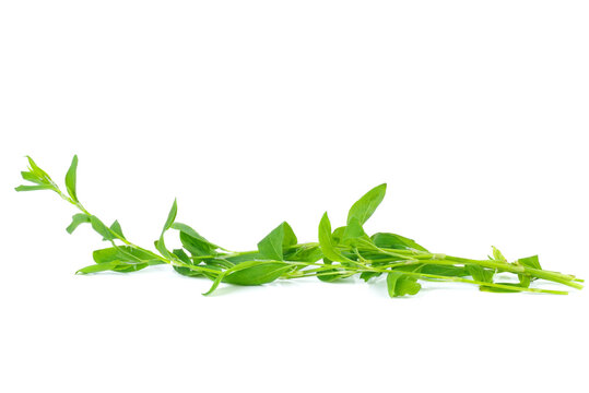 Knotweed or polygonum aviculare.Isolated on white