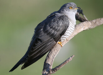 Unusually close-ups of an ordinary cuckoo sitting on a branch against a blurred background and looking at the photographer