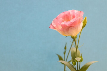 Obraz premium Pink eustoma flower on a blue background with a copy of the space.