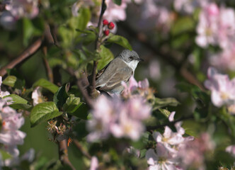 The lesser whitethroat (Curruca curruca) close-up portraits in natural habitat on a beautiful blurred background