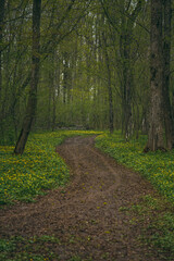 path in the woods