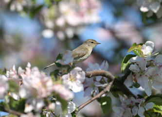 common chiffchaff (Phylloscopus collybita) photographed in soft sunlight on the branches of a blooming wild apple tree