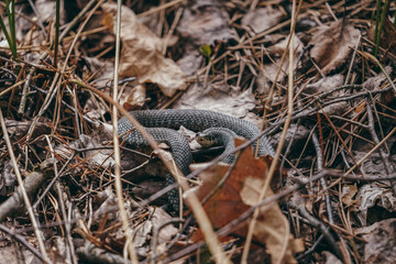 snake in the grass
