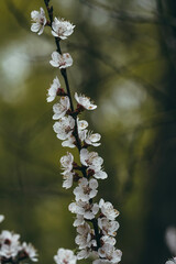 tree blossom