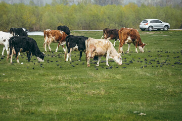 cows grazing in a field