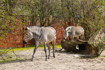 Fototapeta na wymiar Beautiful young zebra close-up in the park.