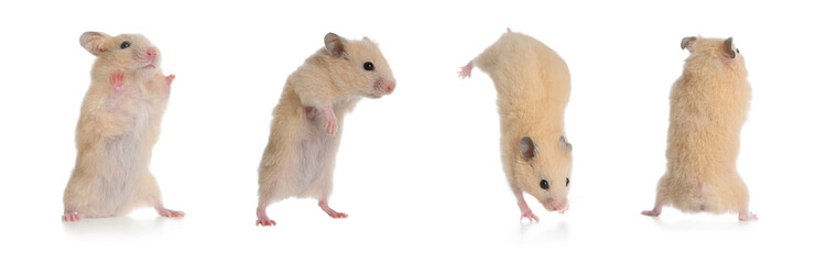 Set with cute funny hamsters on white background. Banner design