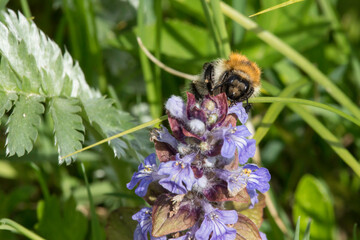 Hummel bei der Nahrungsaufnahme