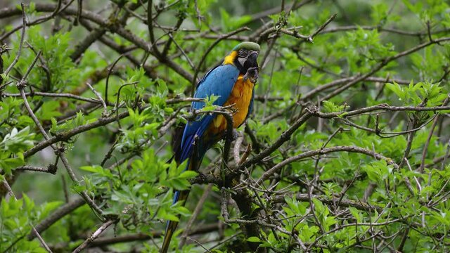 The Blue-and-yellow Macaw, Ara ararauna also known as the blue-and-gold macaw, is a large South American parrot with mostly blue top parts and light orange underparts