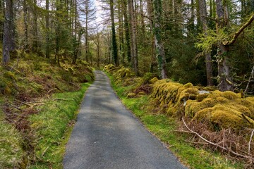 Single track road through Mossy Woodland in North Wales