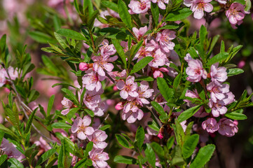 Prunus tenella dwarf Russian Almond pink flowers in bloom, beautiful ornamental plant in bloom