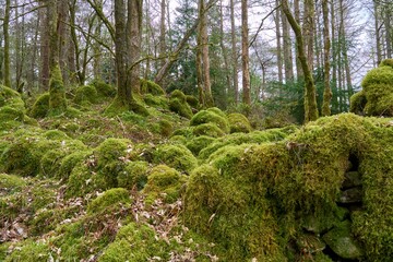 Mossy Wall and Woodland in North Wales