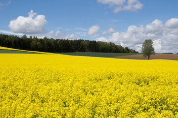 Kulturlandschaft mit bl&uuml;hendem Rapsfeld