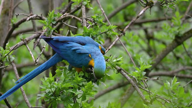 The Blue-and-yellow Macaw, Ara ararauna also known as the blue-and-gold macaw, is a large South American parrot with mostly blue top parts and light orange underparts