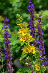 Lysimachia punctata bright yellow dotted loosestrife flowering plant, group of beautiful flowers in bloom