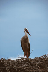 stork in nest