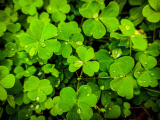 Fototapeta na wymiar Green leaves with water droplets