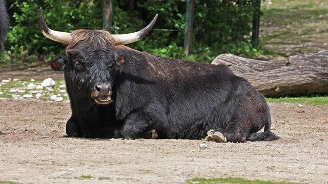 Heck cattle, Bos primigenius taurus, claimed to resemble the extinct aurochs. Domestic highland cattle seen in a German park