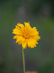 Coreopsis grandifloraNutt. ex Chapm.