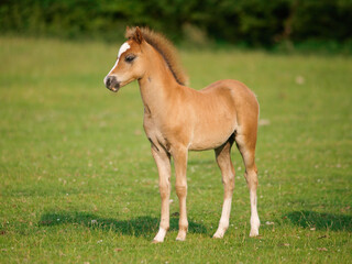 Obraz na płótnie Canvas Welsh Pony Foal