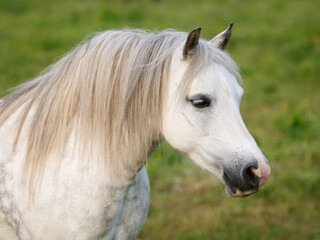 Obraz na płótnie Canvas Welsh Pony Headshot