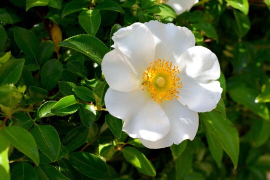 Beautiful Cherokee Rose at garden area the state Flower of Georgia, USA