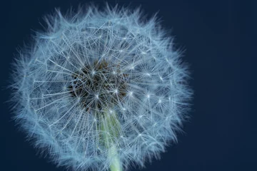 Fototapeten Close up of dandelion on dark blue background.Selective focus. © sanna