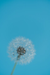 Close up of dandelion on turquoise blue background.Selective focus.Copy space.