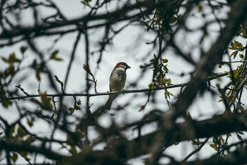 red backed shrike