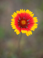 Gaillardia pulchella Foug.