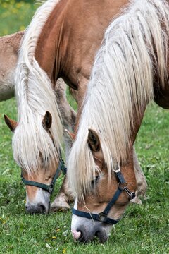 Zwei sch&ouml;ne Haflinger Stuten beim Grasen - Haflinger sind beliebte Kleinpferde f&uuml;r den Reit- und Fahrsport- Benannt sind sie nach dem Ort Hafling in S&uuml;dtirol