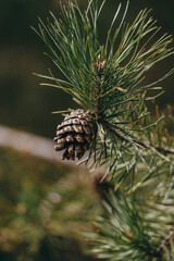Fototapeta premium close up of a pine cone