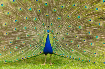 Naklejka premium Blue male Peacock displaying his colourful tail feathers with iridescent eyes and fanning them out to full height during breeding season to attract a female or Peahen. Horizontal.