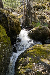 river in the forest