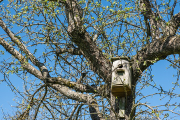 An old birdhouse on a large apple tree, which only comes alive with spring flowering, against a beautiful background of a sunny bright blue sky.