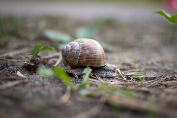 a snail crawls on the ground, sticking out its horns