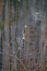 reeds on the river