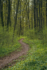 path in the woods
