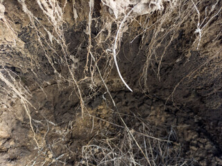 roots of a tree