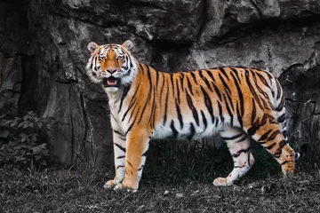 Foto op Canvas A bright orange-striped tiger stands out against a discolored background, a beast © Mikhail Semenov