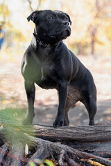 Beautiful black dog of Staffordshire Bull Terrier breed, with proud look, standing on autumn park background on rough roots, shooting from sun flare. Outdoors, copy space.
