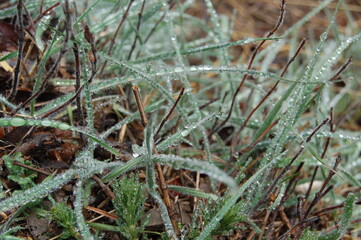 grass in the dew in the morning in spring 