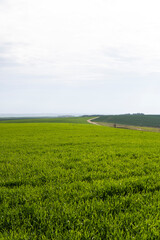 Fototapeta premium Field of young green wheat seedlings. Sprouts of young barley or wheat that have sprouted in the soil. Close up on sprouting rye on a field. Sprouts of rye. Agriculture, cultivation.