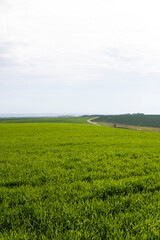 Field of young green wheat seedlings. Sprouts of young barley or wheat that have sprouted in the soil. Close up on sprouting rye on a field. Sprouts of rye. Agriculture, cultivation.