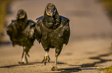 vulture on the beach