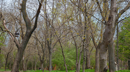 Young, Emerging Shoots Symbolize the Arrival of Spring. The Trees Are Gradually Leafing
